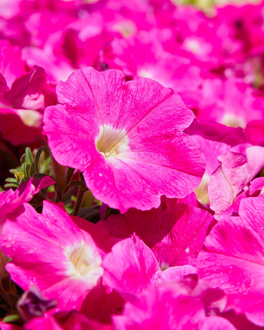 Großblumige Petunie (Petunia grandiflora) 'GO!Tunia® Neon Pink'