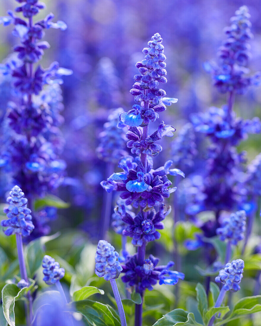 Mehliger Salbei (Salvia farinacea) 'Sallyfun Deep Ocean'