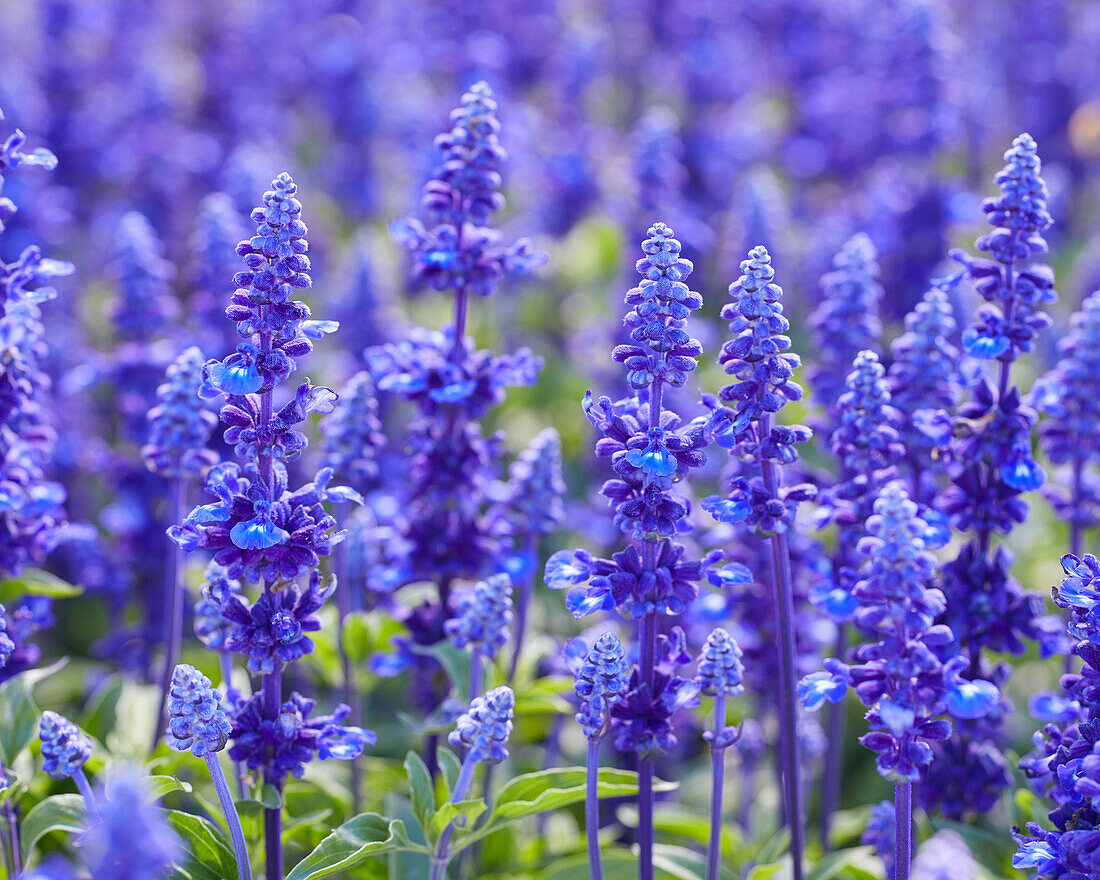 Salvia farinacea Sallyfun Deep Ocean