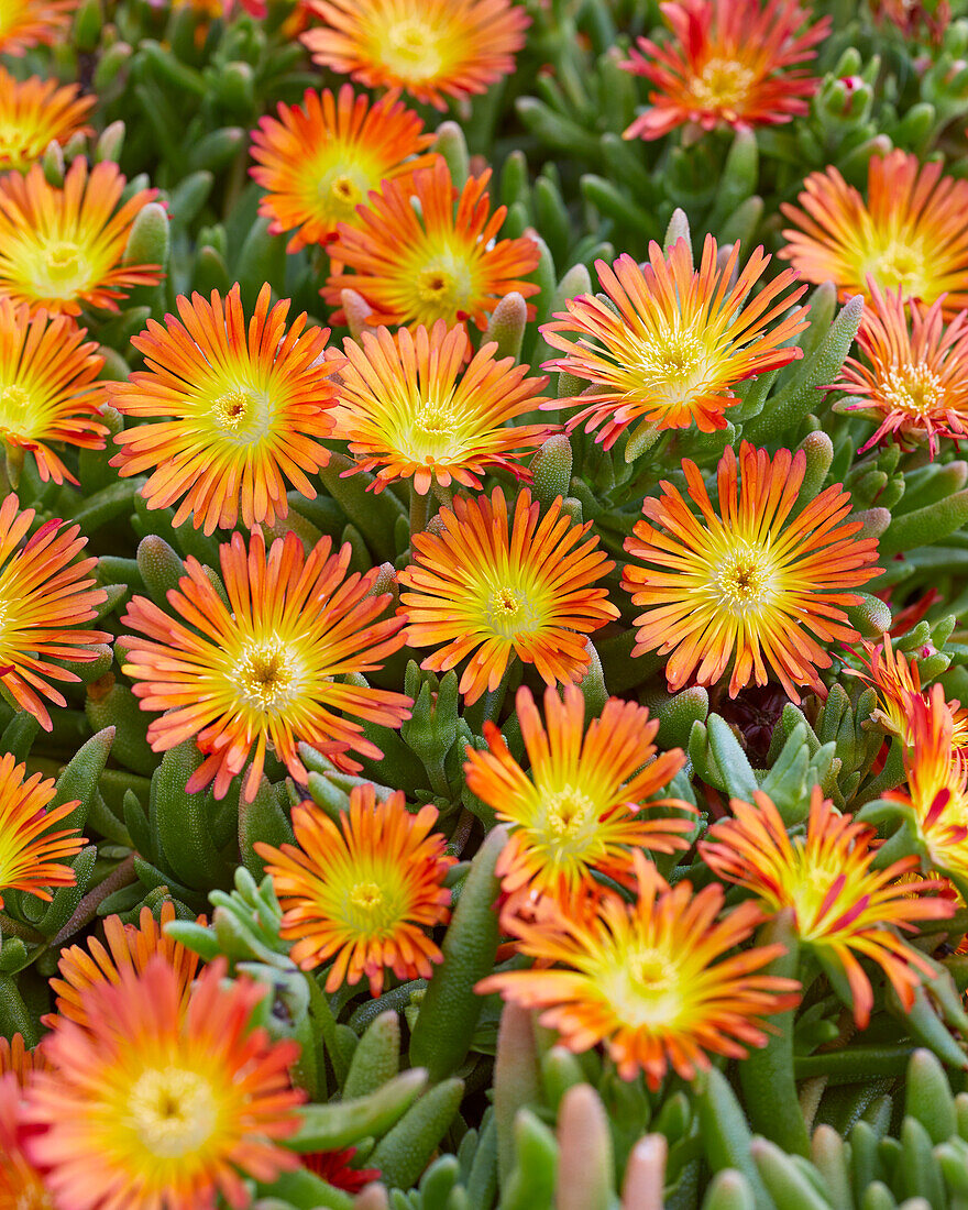 Delosperma Delmara Orange