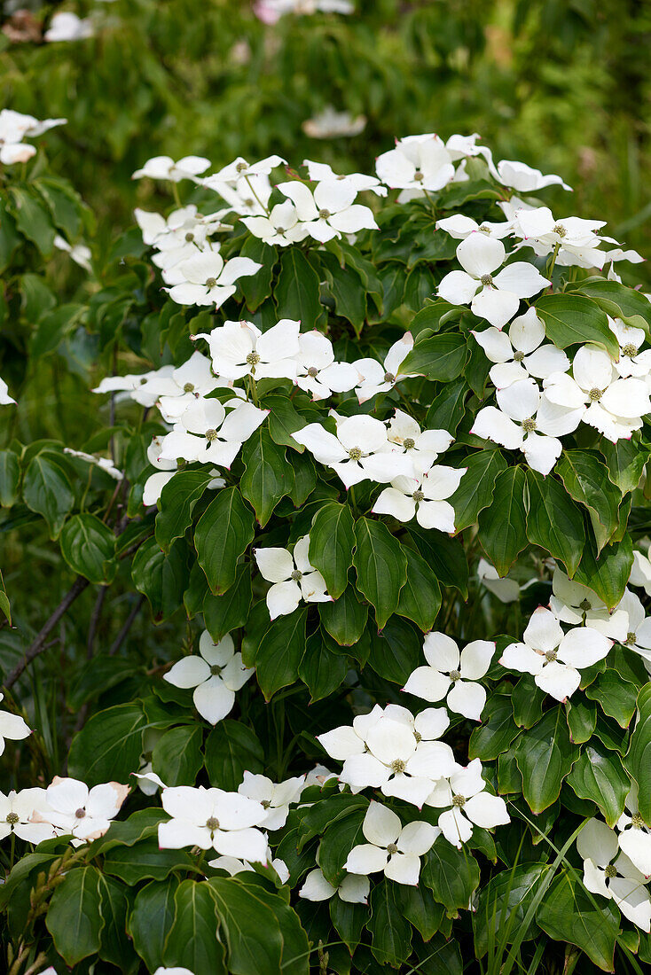 Cornus kousa var. chinensis