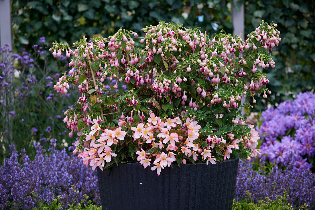 Begonia and Fuchsia combination