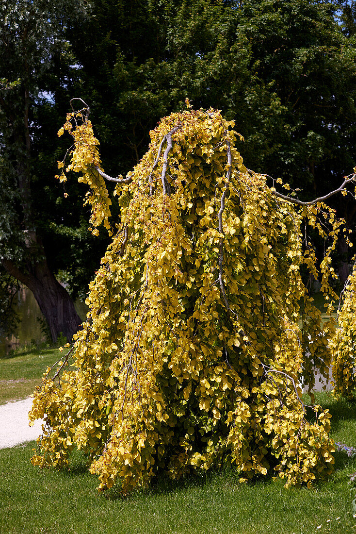 Rotbuche (Fagus sylvatica)'Aurea Pendel'
