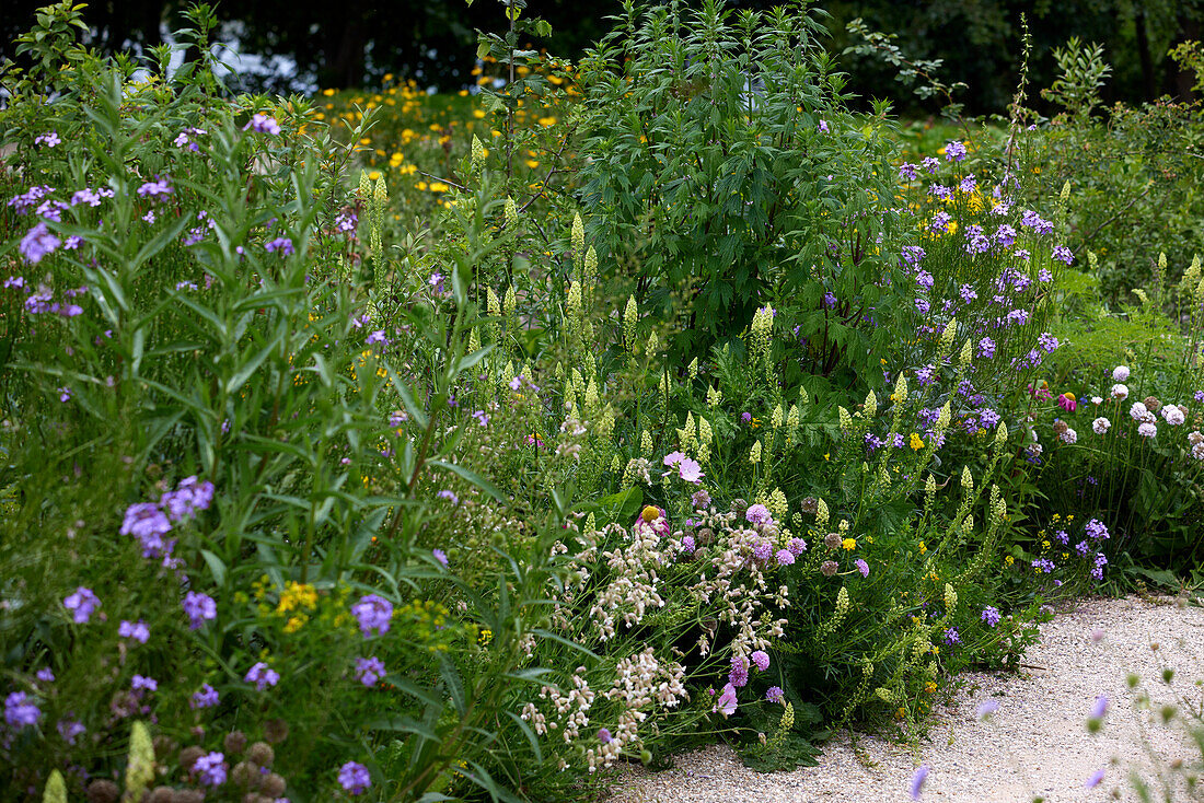 Summer border