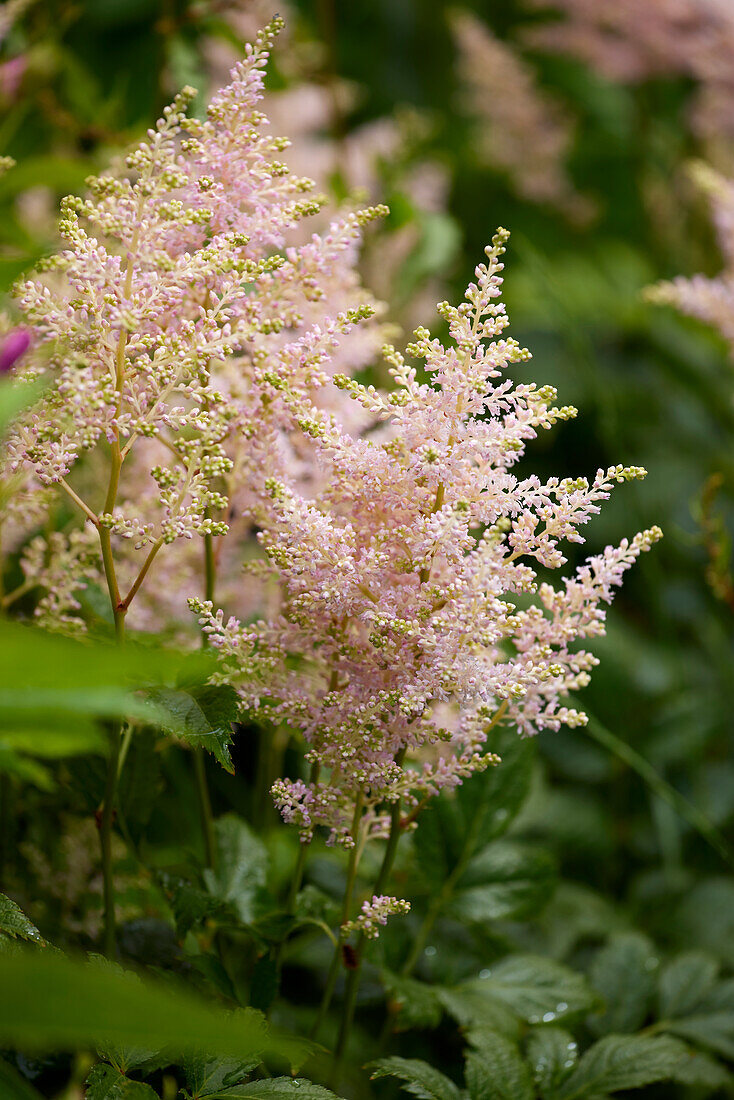 Astilbe