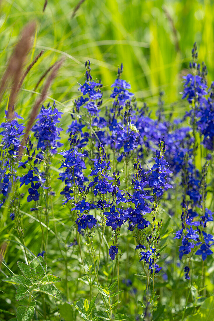 Veronica austriaca