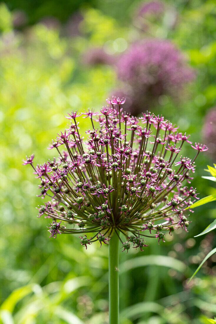 Zierlauch (Allium) 'Miami'