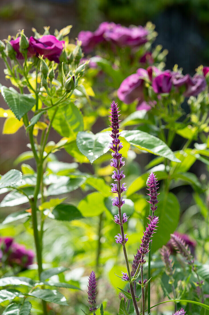 Salvia nemorosa, Rosa Rhapsody in Blue