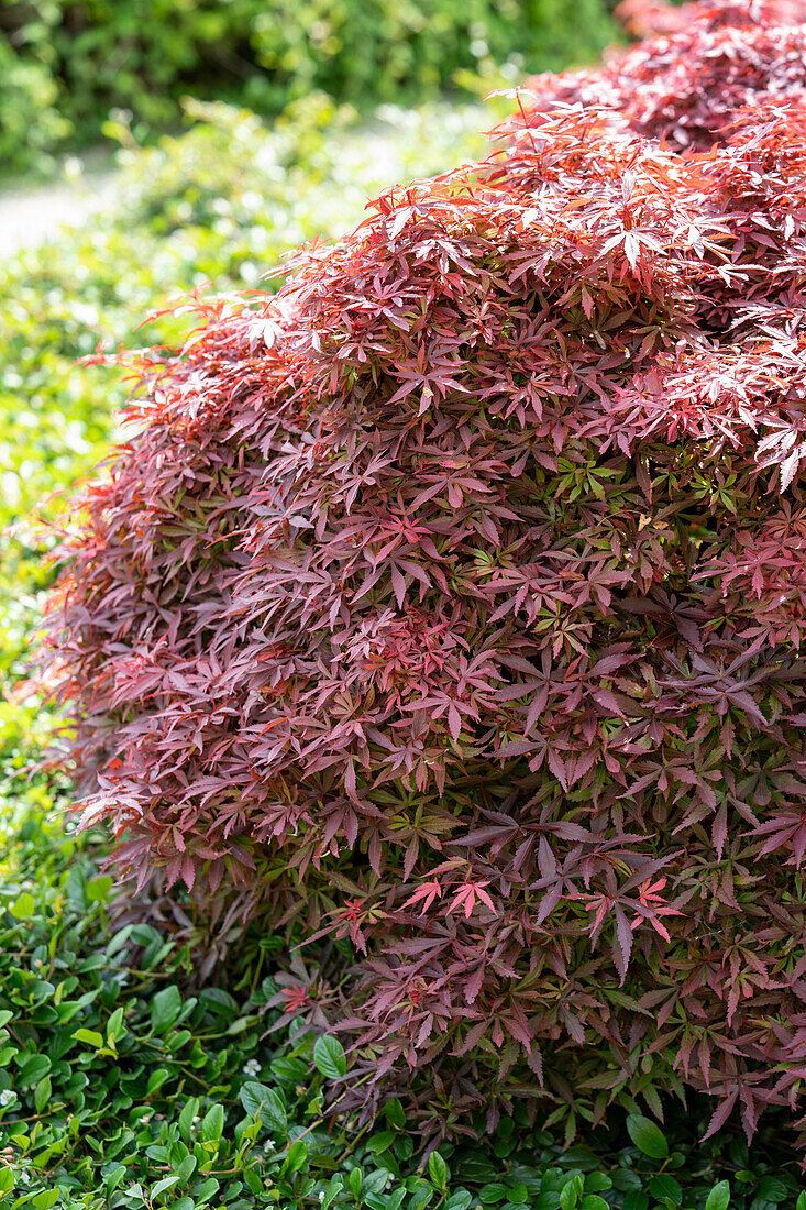 Acer palmatum Pixie