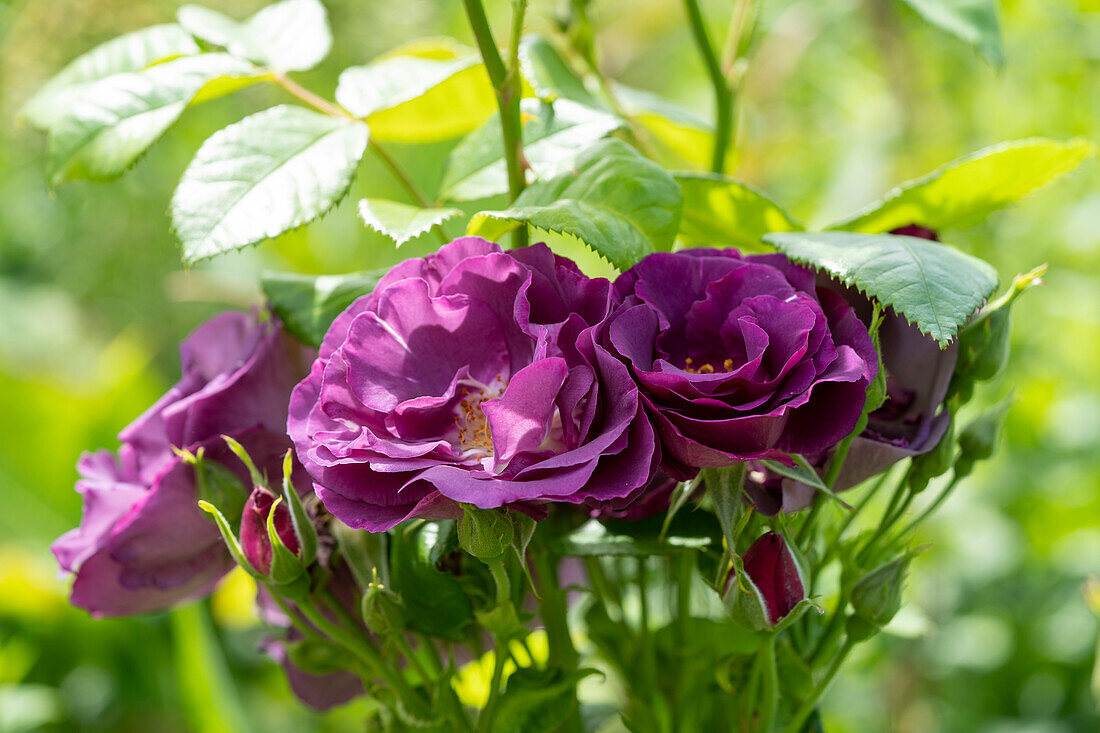 Rosa Rhapsody in Blue