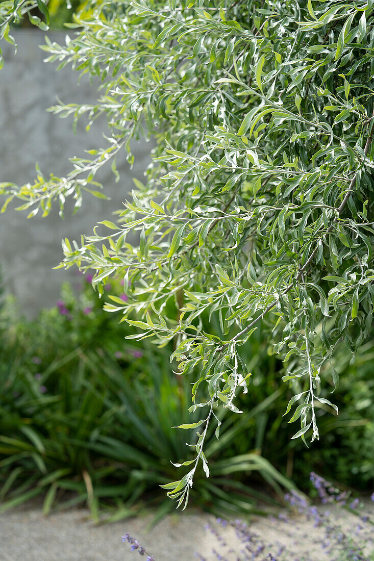 Weidenblättrige Birne (Pyrus salicifolia) 'Pendula'