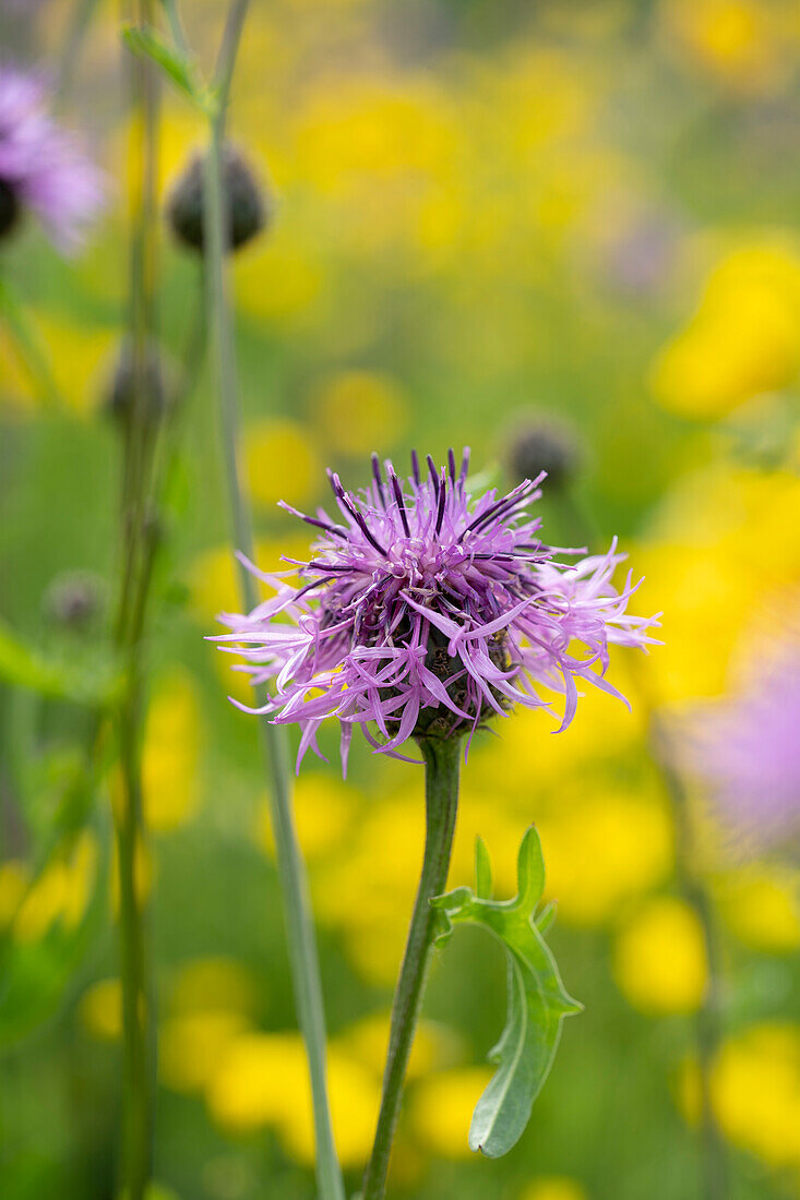 Scabiosen-Flockenblume (Centaurea scabiosa)