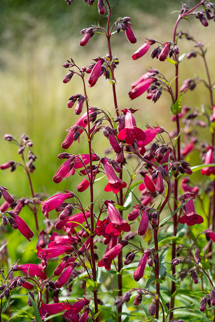 Penstemon Rich Ruby