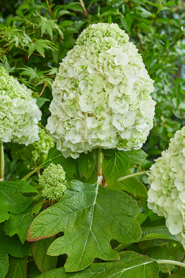 Hydrangea quercifolia Tara