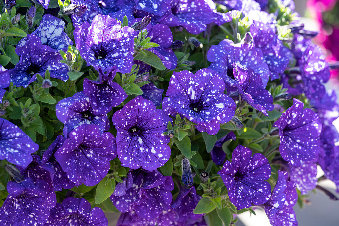 Petunia Splash Dance Bolero Blue