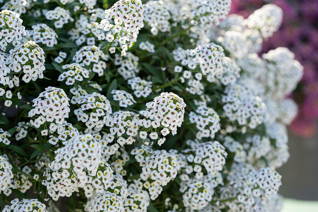 Lobularia maritima Stream™ White