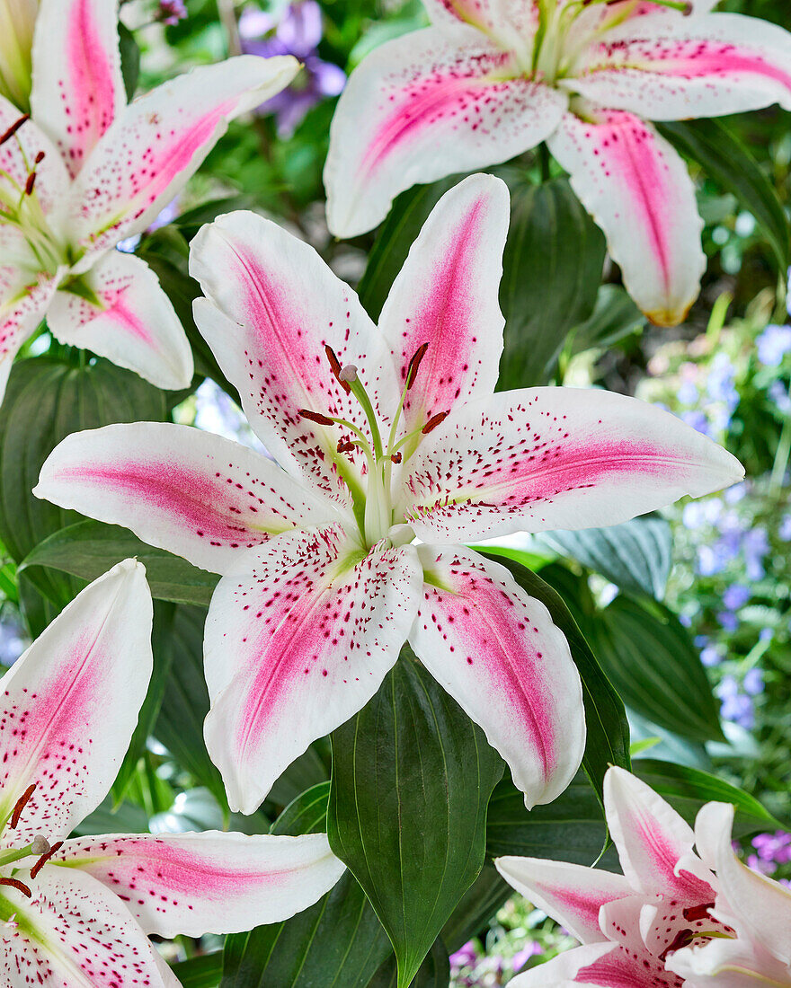 Lilie (Lilium) 'Lovely Day'