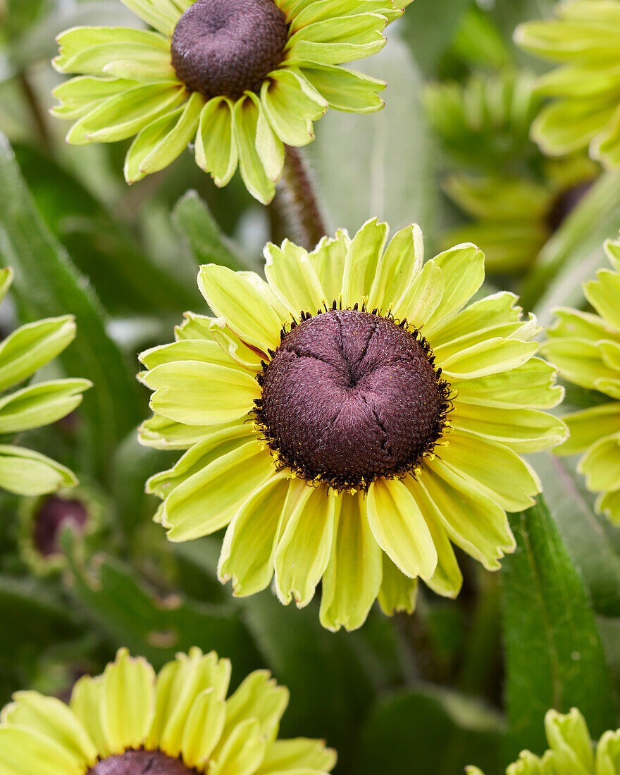 Rudbeckia Enchanted Forest