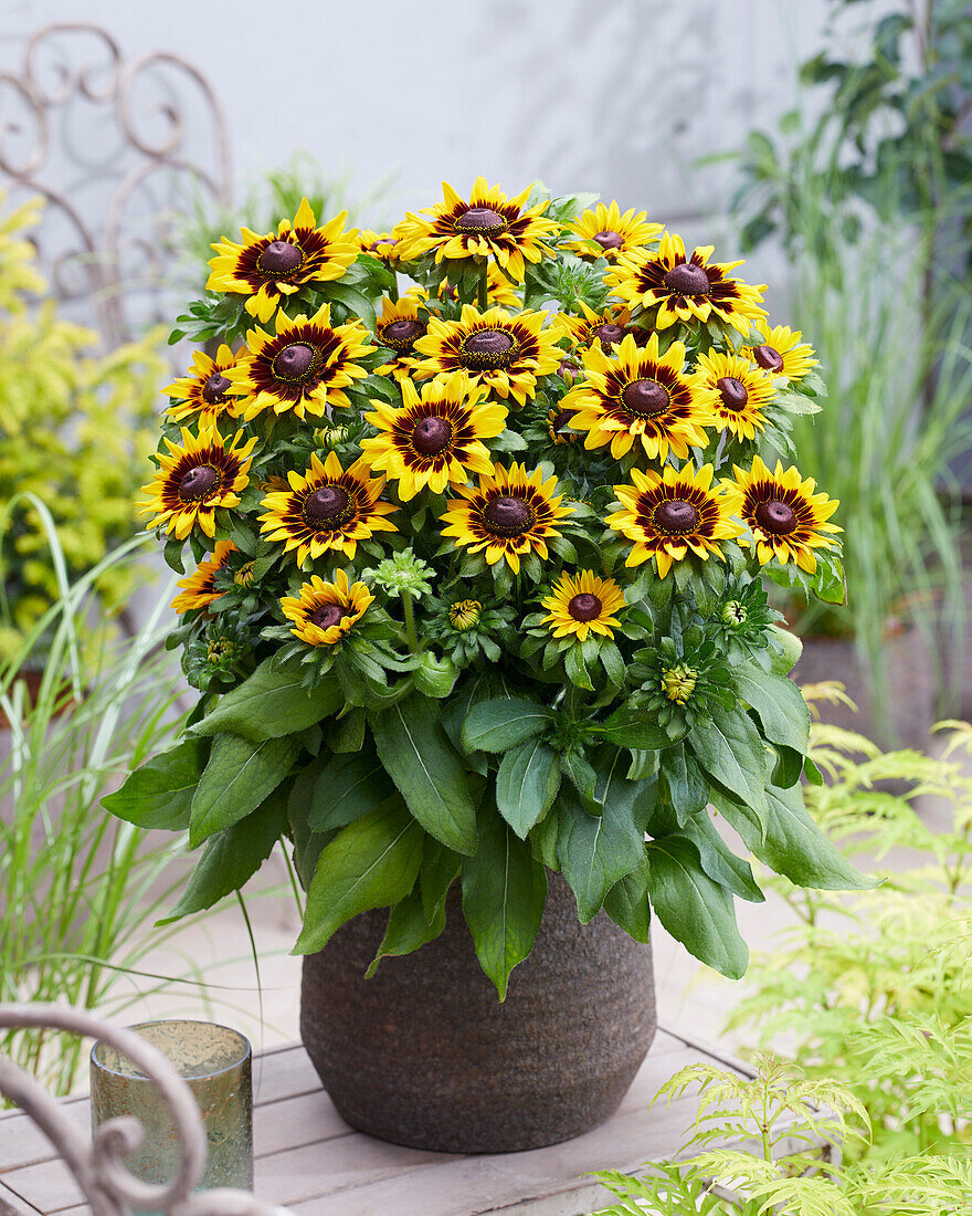 Rudbeckia hirta Tiger SmileyZ™