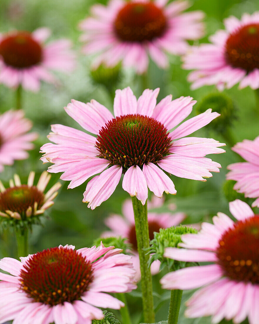 Echinacea purpurea Fountain Light Purple