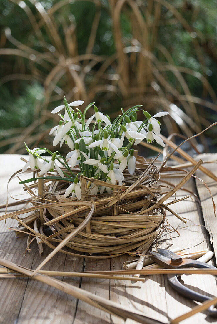 Snowdrops in a basket of dried grass in winter