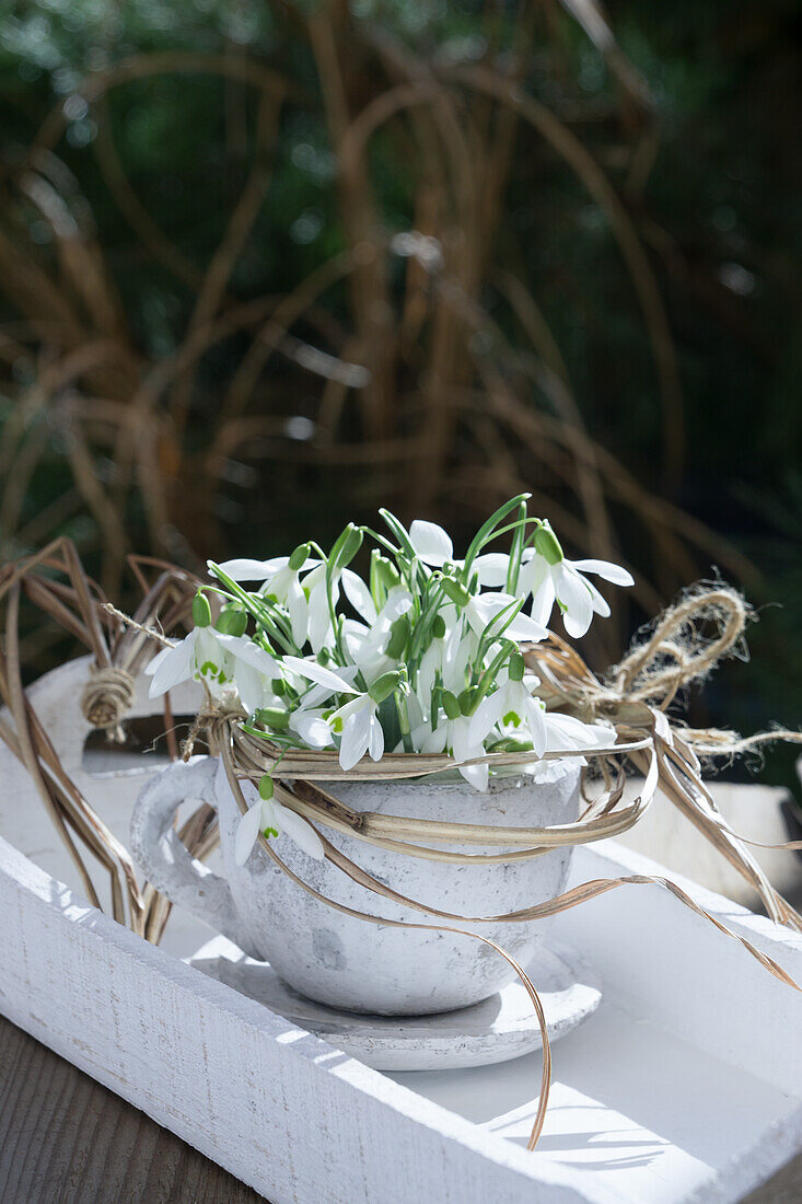 Snowdrops in a planting cup