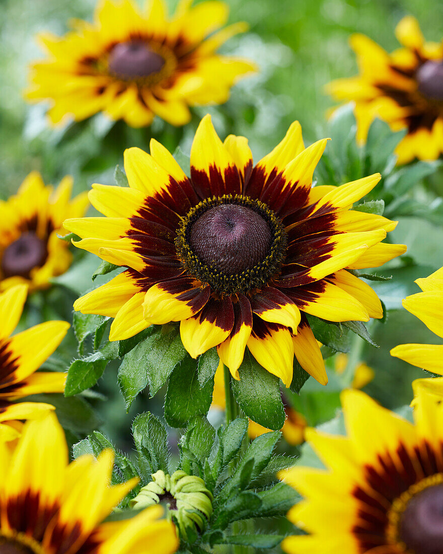 Rudbeckia hirta Tiger SmileyZ™