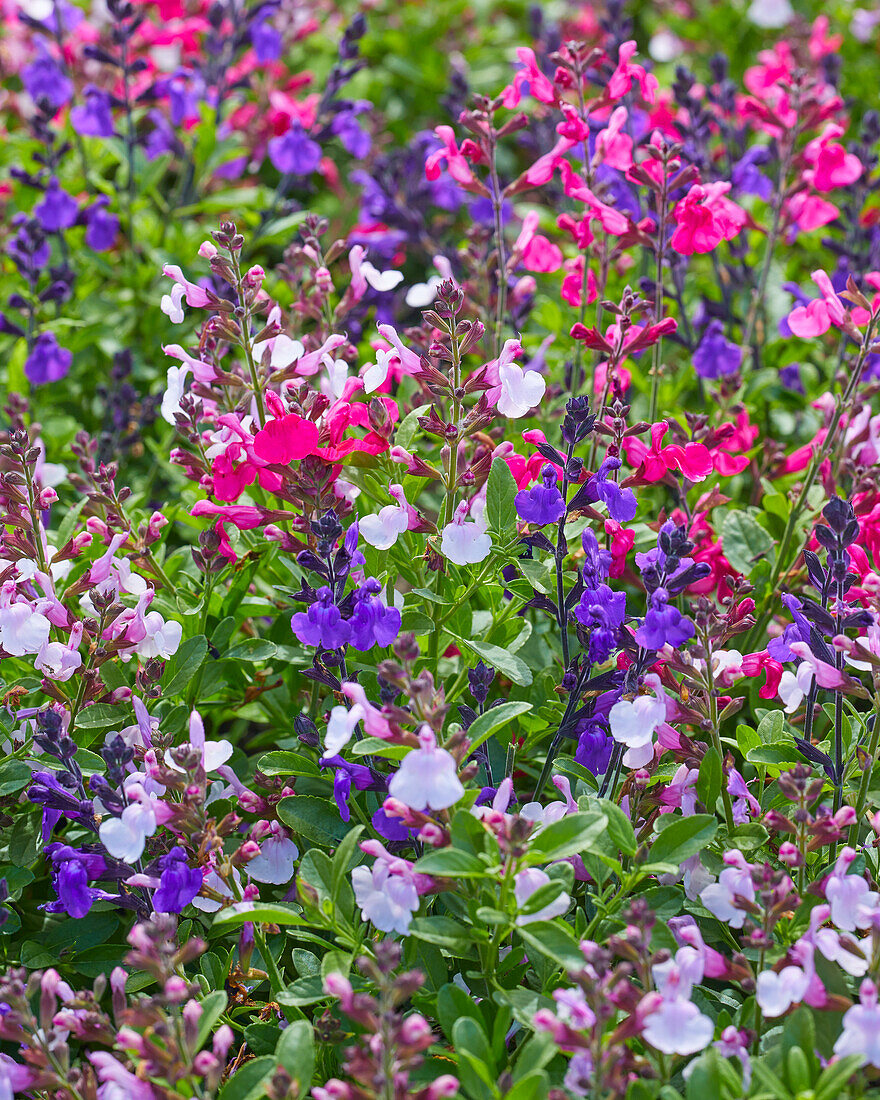 Salvia greggii Mirage mix