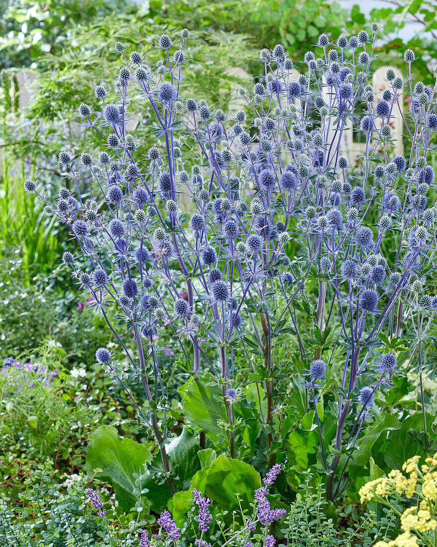 Flachblatt-Mannstreu (Eryngium planum)'Victory Blue'