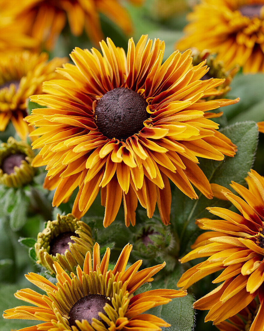 Rudbeckia Flamenco Bright Orange