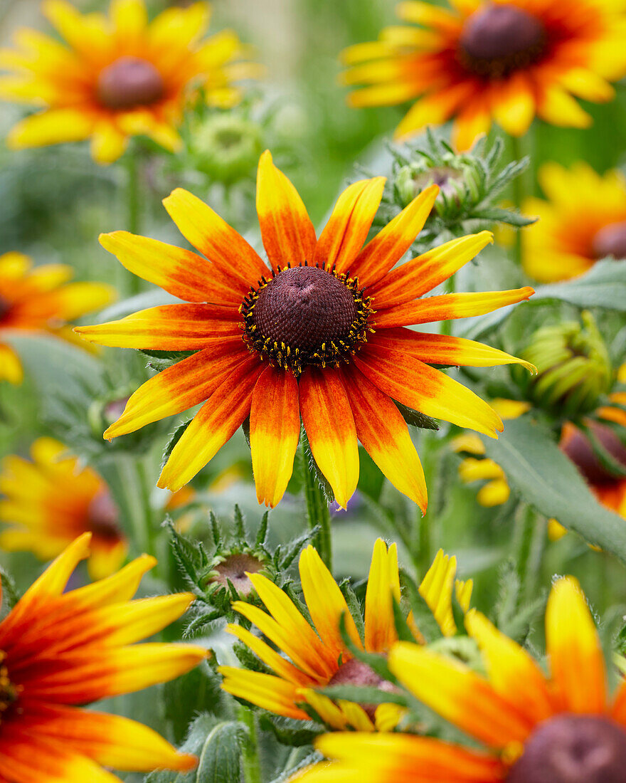 Rudbeckia Sunbeam SmileyZ™ 