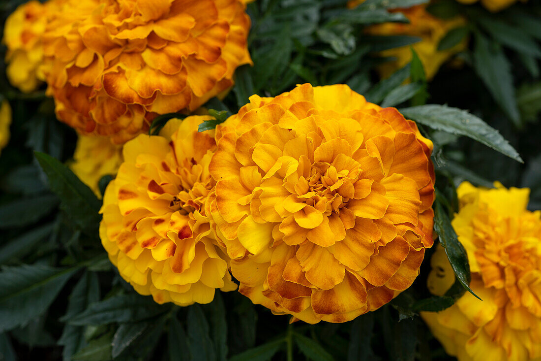 Tagetes Endurance Sunset Gold