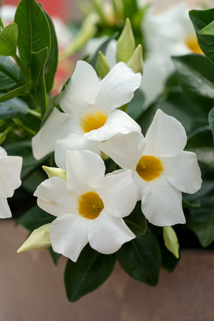 Mandevilla Rio® White Imp.