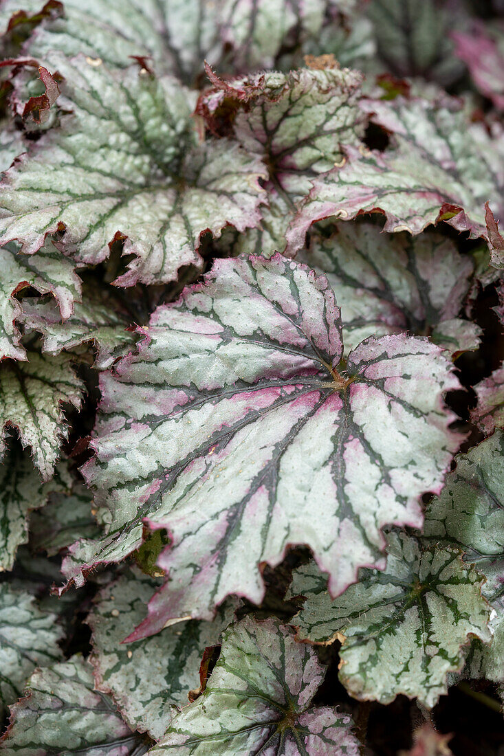 Begonia rex SpaceStar Maia