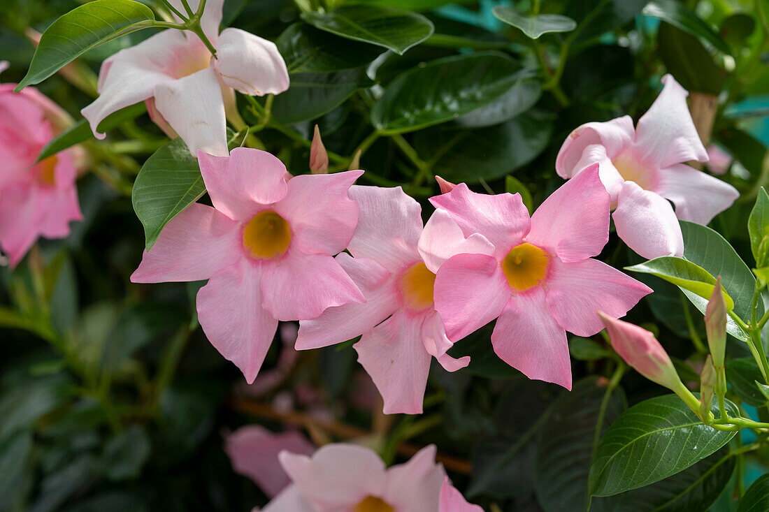 Mandevilla Rio® Elegant Light Pink