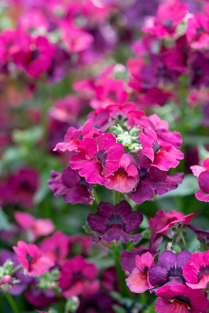 Nemesia hybrida LTD Palette Mauve