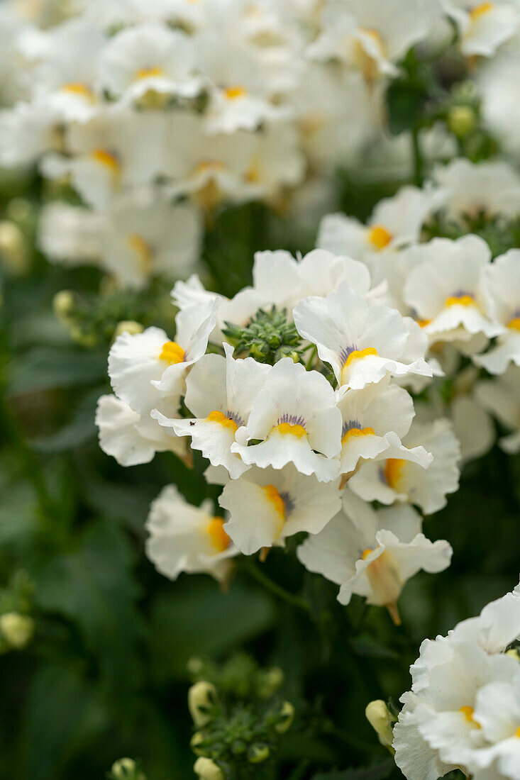 Nemesia hybrida LTD Palette Snow