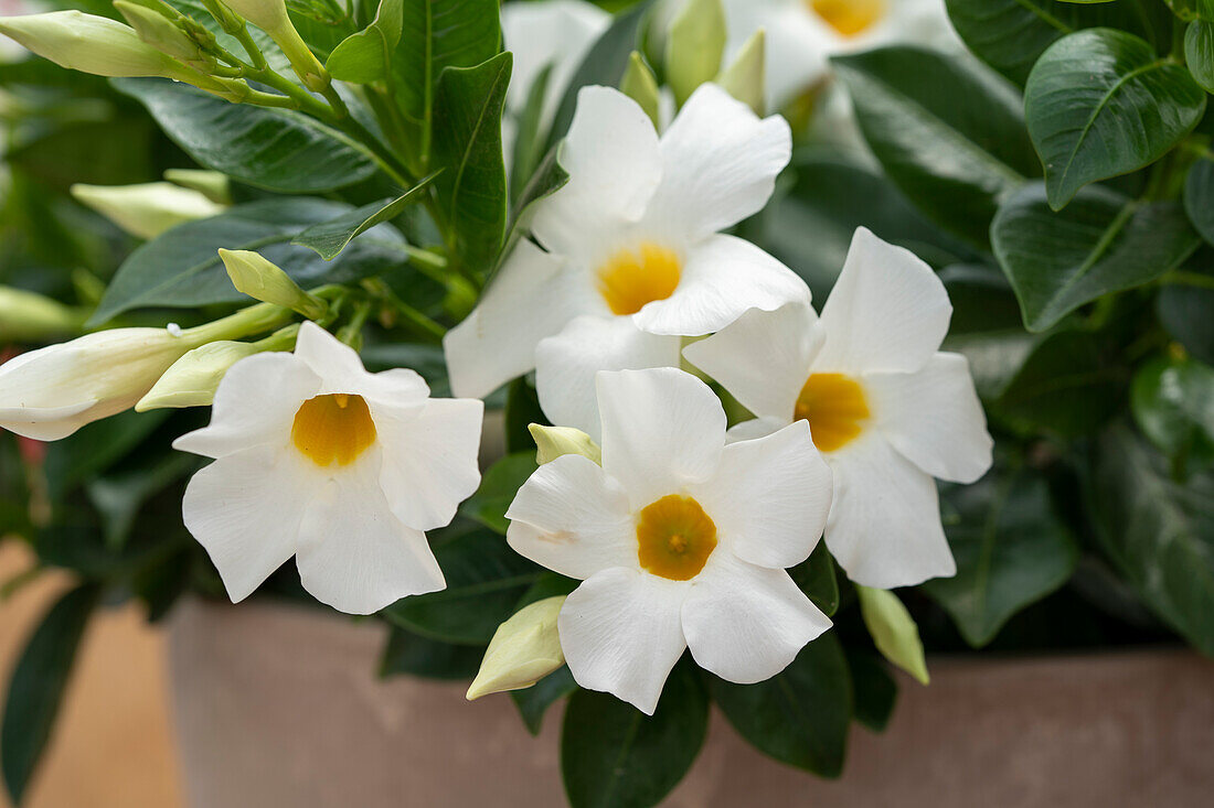 Mandevilla Rio White Improved