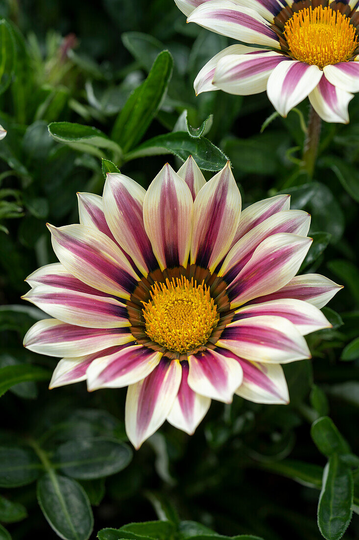 Gazania rigens LTD Kiss White Flame