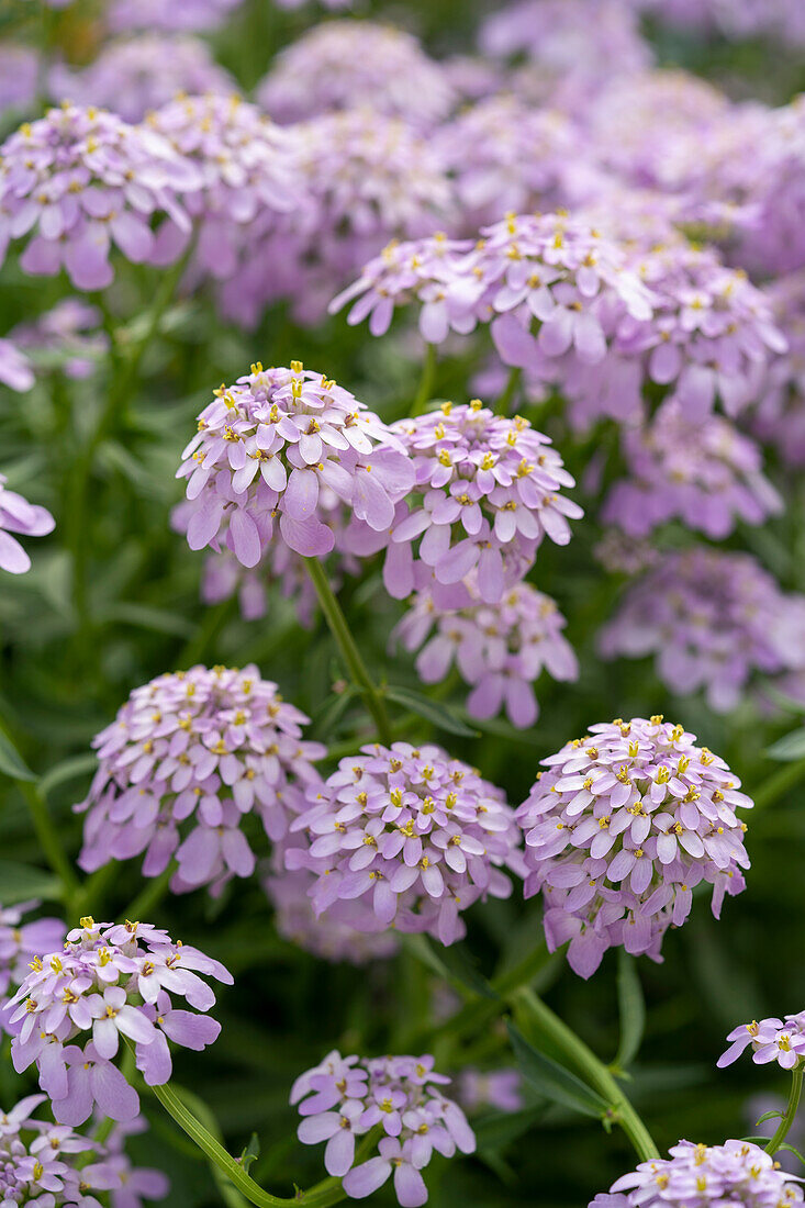 Iberis Mermaid Lavender