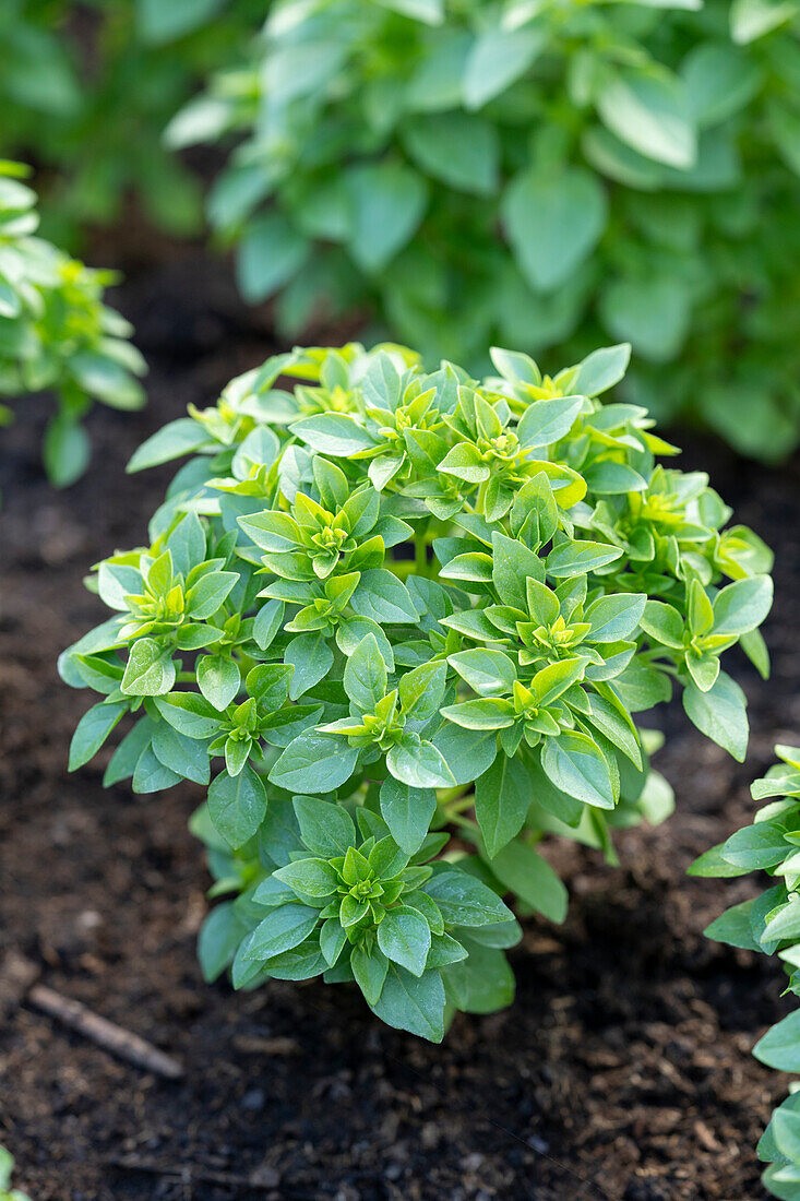 Buschbasilikum (Ocimum basilicum minimum) 'Aristoteles'