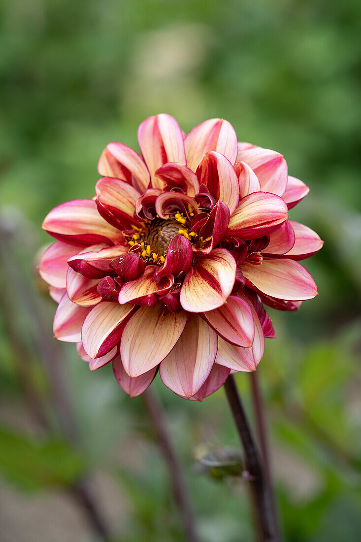 Dahlie (Dahlia) 'Seniors Hope'