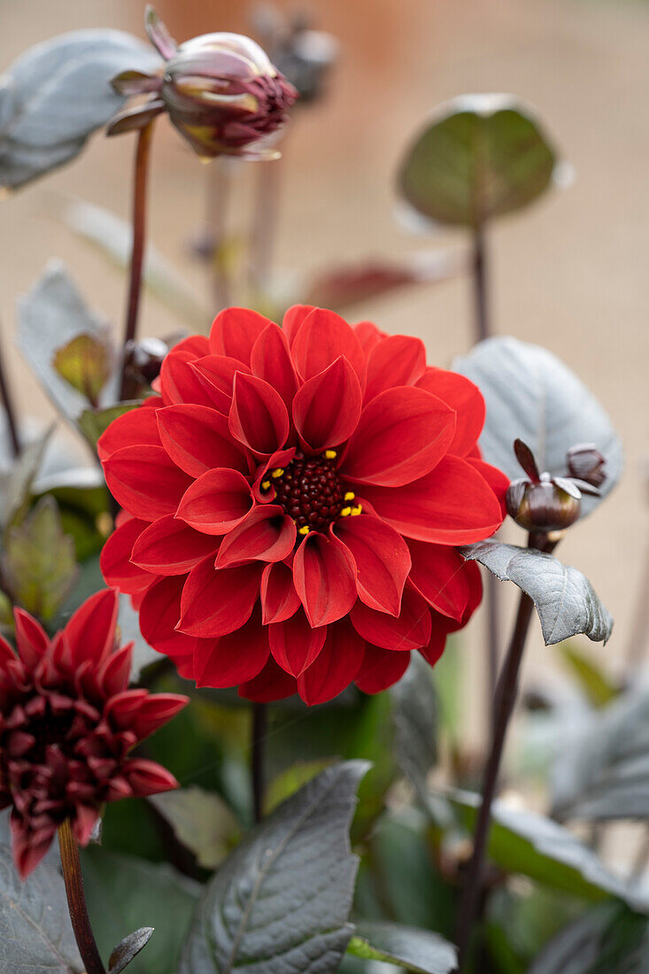 Dahlie (Dahlia) 'Dreamy Lips'