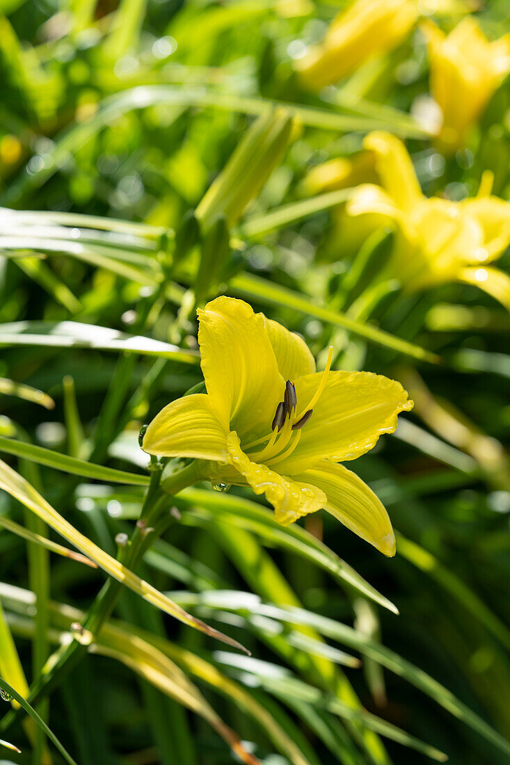 Hemerocallis Green Flutter