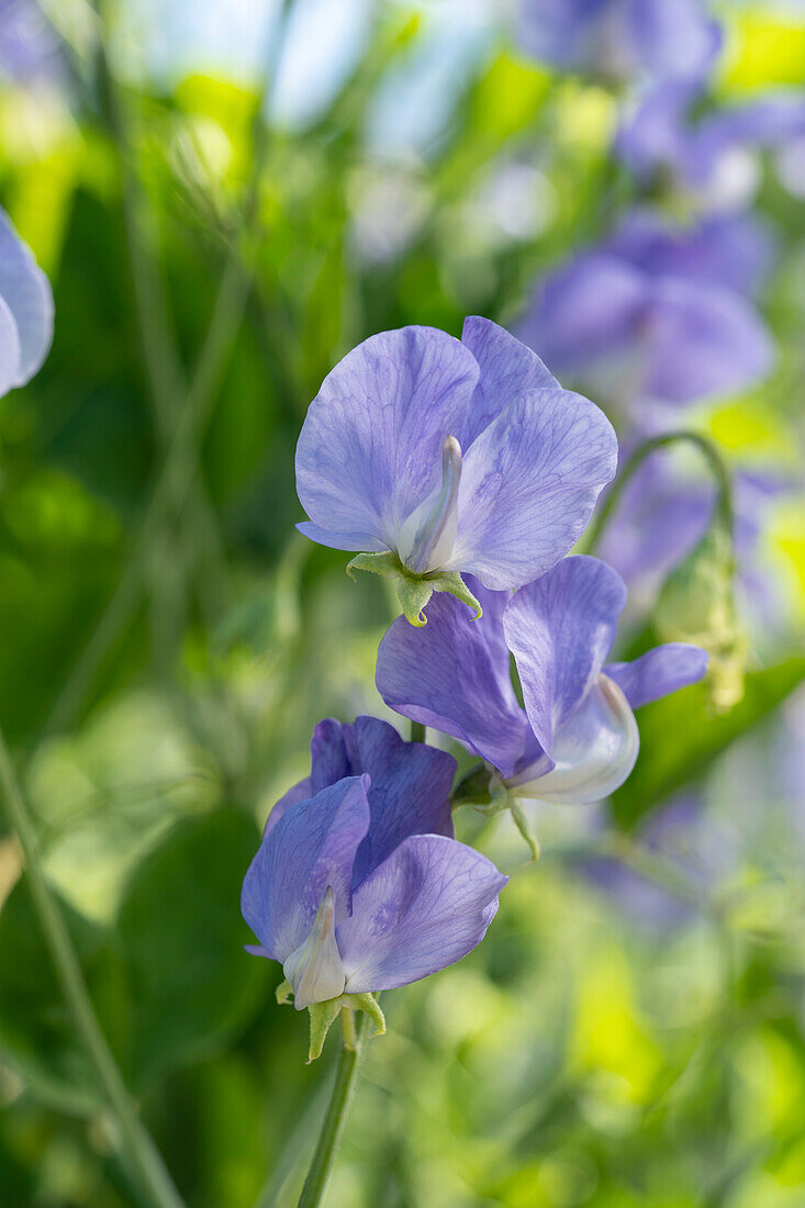 Duftende Platterbse (Lathyrus odoratus) 'NZ Gardener'