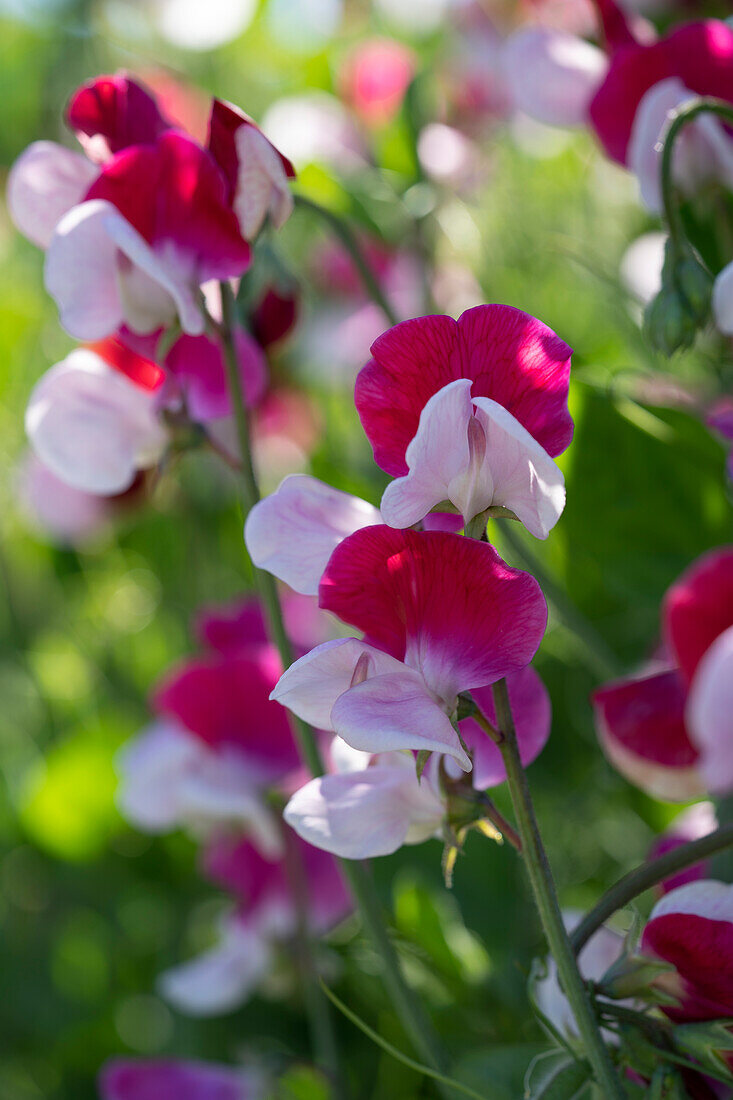 Lathyrus odoratus Little Red Riding Hood