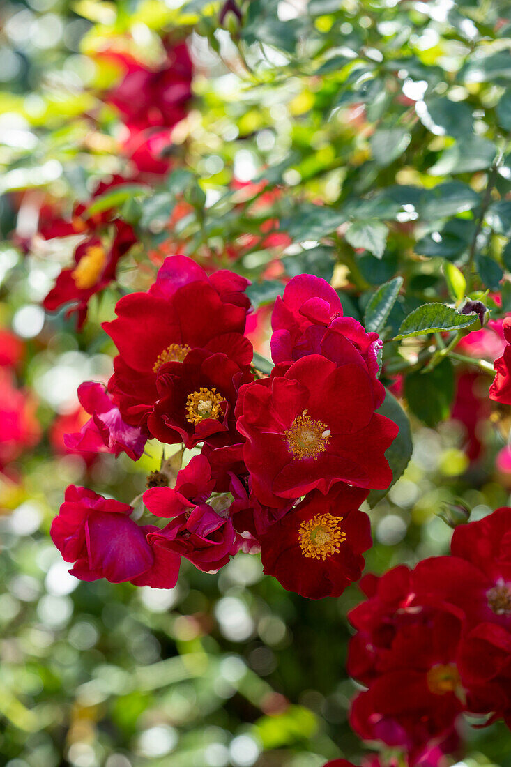 Rose (Rosa) 'Flower Carpet Red Velvet'