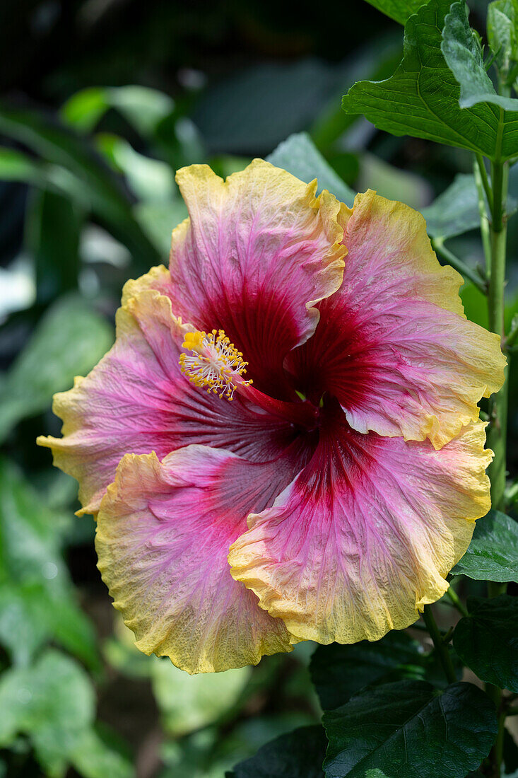 Hibiscus rosa-sinensis Simple Pleasures