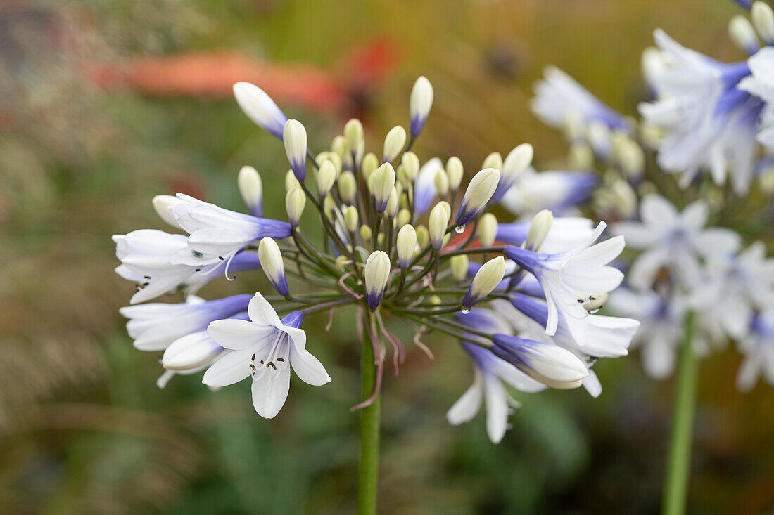 Schmucklilie (Agapanthus) 'Twister'