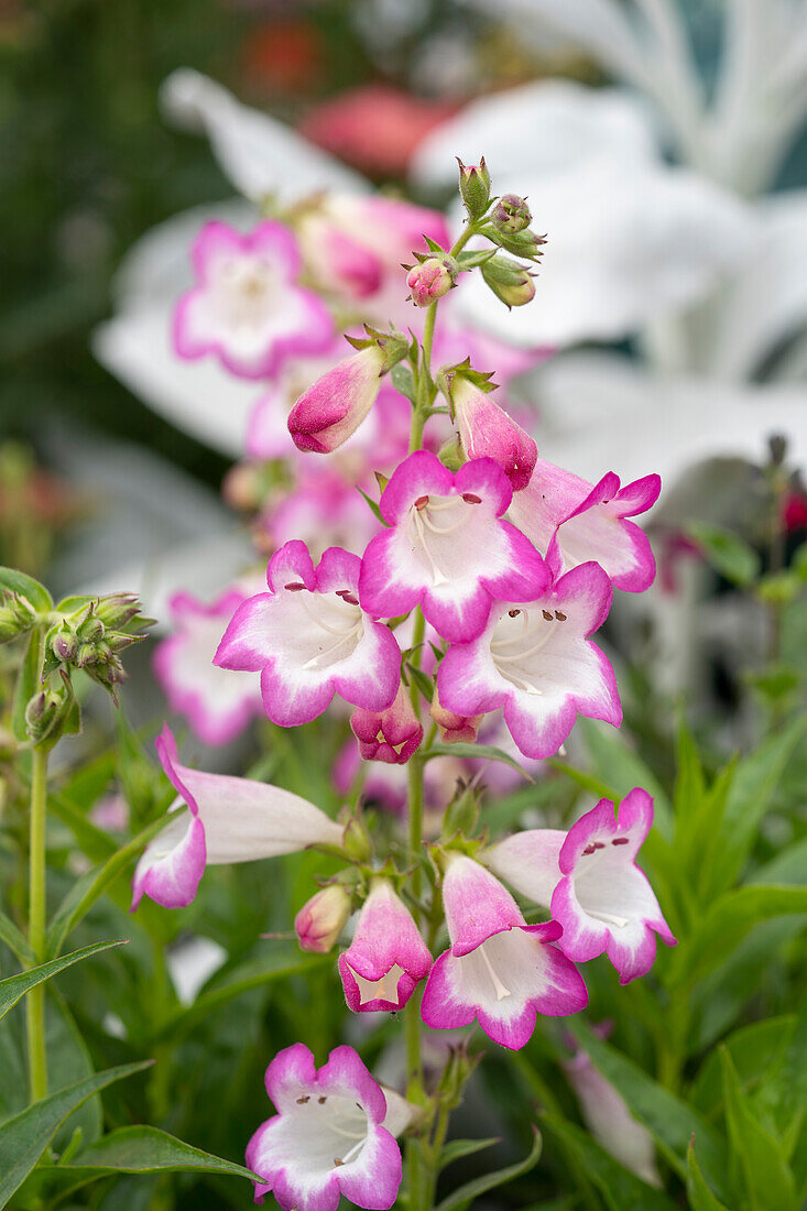 Penstemon Laura